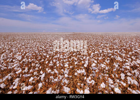 Cotton field ready for harvesting in Campo Verde, Mato Grosso, Brazil Stock Photo