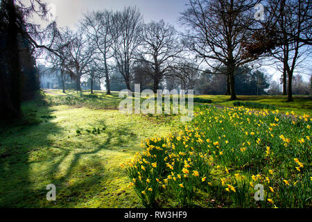 Malone House in Barnett's Park with Spring daffodils Stock Photo