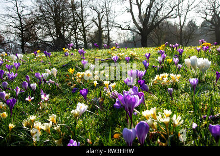 Crocus flowing in Barnett's Park Belfast Stock Photo