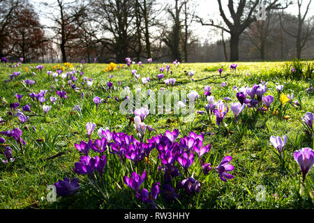 Crocus flowing in Barnett's Park Belfast Stock Photo