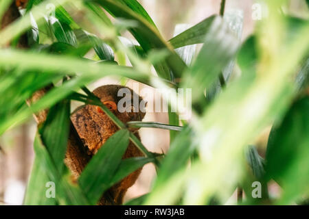 Tarsier with big eyes sitting on branch with green leaves in jungle, Bohol island, Philippines. Stock Photo