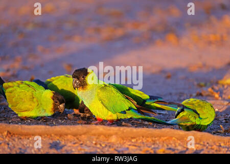 Nanday Parakeets, Aratinga Nenday, also known as the Black-hooded Parakeets or Nanday Conure, Pantanal, Brazil Stock Photo