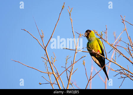 Nanday Parakeet, Aratinga Nenday, also known as the Black-hooded Parakeet or Nanday Conure, Pantanal, Brazil Stock Photo