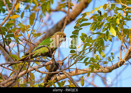 Scaly-headed Parrot, Pionus Maximiliani, perching on a branch in Pantanal, Aquidauana, Mato Grosso Do Sul, Brazil Stock Photo