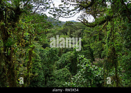 view over tree tops of Monteverde cloud forest,Costa Rica,Central America Stock Photo