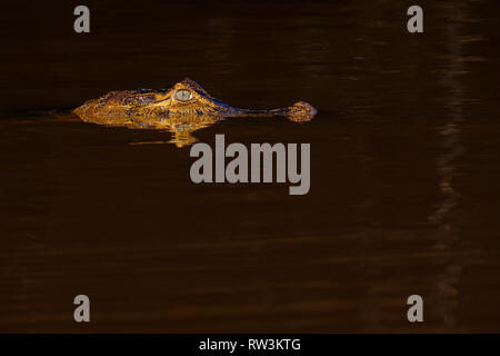 Close up of Yacare Caiman, Caiman Crocodilus Yacare Jacare, swimming in the Cuiaba river, Pantanal, Porto Jofre, Brazil Stock Photo