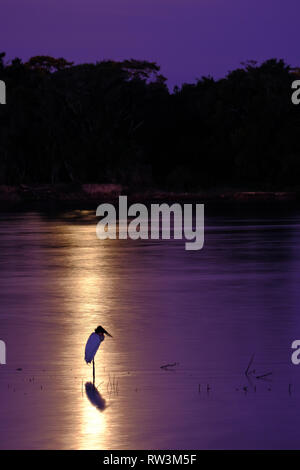 Jabiru Stork, Jabiru Mycteria, standing in the light of the Blood Moon, Cuiaba River, Porto Jofre, Pantanal, Brazil Stock Photo