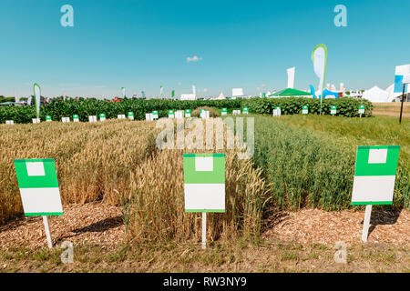Wheat plantation under blue sky Stock Photo