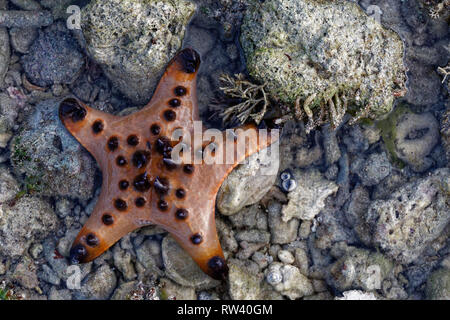 Malapascua Island, Philippines. May, 2018. Starfish Oreasteridae (Protoreaster nodosus) pictured at Malapascua Island, Philippines. Stock Photo