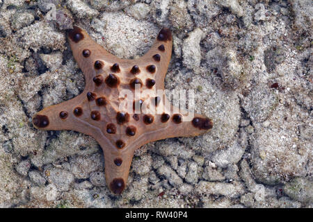 Malapascua Island, Philippines. May, 2018. Starfish Oreasteridae (Protoreaster nodosus) pictured at Malapascua Island, Philippines. Stock Photo