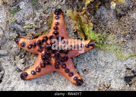 Malapascua Island, Philippines. May, 2018. Starfish Oreasteridae (Protoreaster nodosus) pictured at Malapascua Island, Philippines. Stock Photo