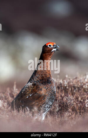 Male Red Grouse, Lagopus lagopus, on moorland in spring, starting to claim their territory. Askrigg, North Yorkshire, UK. Stock Photo