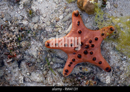 Malapascua Island, Philippines. May, 2018. Starfish Oreasteridae (Protoreaster nodosus) pictured at Malapascua Island, Philippines. Stock Photo