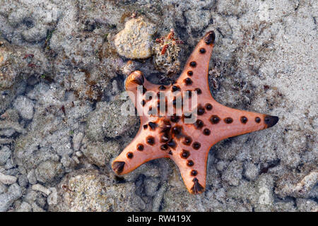 Malapascua Island, Philippines. May, 2018. Starfish Oreasteridae (Protoreaster nodosus) pictured at Malapascua Island, Philippines. Stock Photo