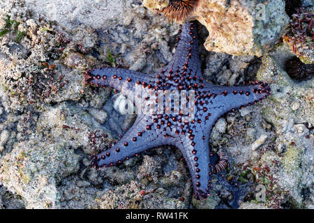 Malapascua Island, Philippines. May, 2018. Starfish Oreasteridae (Protoreaster species) pictured at Malapascua Island, Philippines. Stock Photo