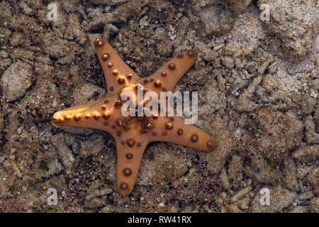 Malapascua Island, Philippines. May, 2018. Starfish Oreasteridae (Protoreaster nodosus) pictured at Malapascua Island, Philippines. Stock Photo