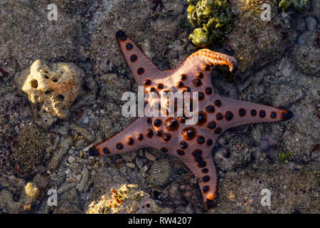 Malapascua Island, Philippines. May, 2018. Starfish Oreasteridae (Protoreaster nodosus) pictured at Malapascua Island, Philippines. Stock Photo