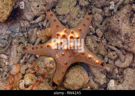 Malapascua Island, Philippines. May, 2018. Starfish Oreasteridae (Protoreaster nodosus) pictured at Malapascua Island, Philippines. Stock Photo