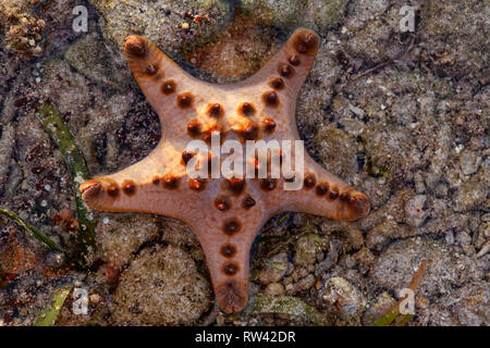 Malapascua Island, Philippines. May, 2018. Starfish Oreasteridae (Protoreaster nodosus) pictured at Malapascua Island, Philippines. Stock Photo