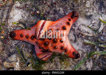 Malapascua Island, Philippines. May, 2018. Starfish Oreasteridae (Protoreaster nodosus) pictured at Malapascua Island, Philippines. Stock Photo