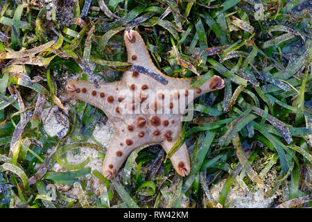 Malapascua Island, Philippines. May, 2018. Starfish Oreasteridae (Protoreaster nodosus) pictured at Malapascua Island, Philippines. Stock Photo