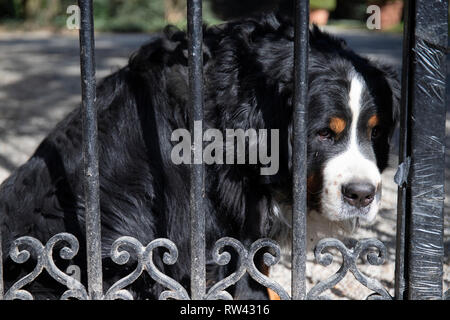 Bernese Mountain Dog portrait looking through a cast gate bars with sad guilty expression. Stock Photo