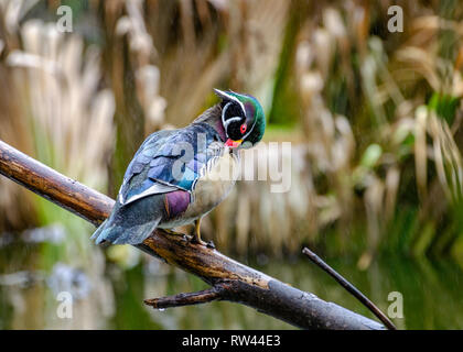 A male Wood Duck (Aix sponsa) perches on a branch in the rain, Franklin Canyon, Los Angeles, CA. Stock Photo