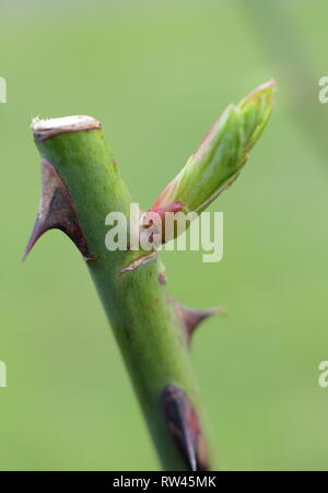 Rosa. Detail of new growth on rose bush stem following pruning cut just above a bud, February, UK Stock Photo