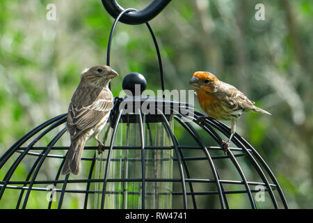 Male and Female House Finches (Haemorhous mexicanus) sit on top of a backyard bird feeder in Stuart, Florida, USA Stock Photo