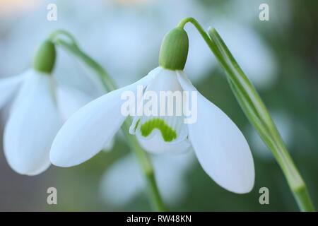 Galanthus nivalis.  Detail of a Common snowdrop - February, UK Stock Photo