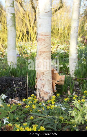 Betula utilis var. jacquemontii. Himalayan birch underplanted with winter aconite, hellebore, snowdrops and black mondo grass in a spring garden, UK Stock Photo