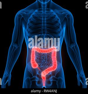 Human Digestive System Large Intestine Anatomy Stock Photo