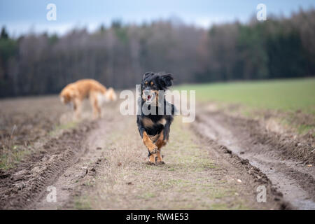 nice dog hovawart guarding breed from germany Stock Photo