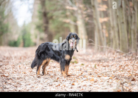 nice dog hovawart guarding breed from germany Stock Photo