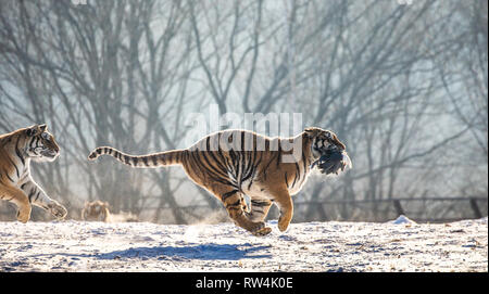 Siberian Tiger running in the snow. China. Harbin. Mudanjiang province. Hengdaohezi park. Siberian Tiger Park. Winter. Hard frost. Stock Photo