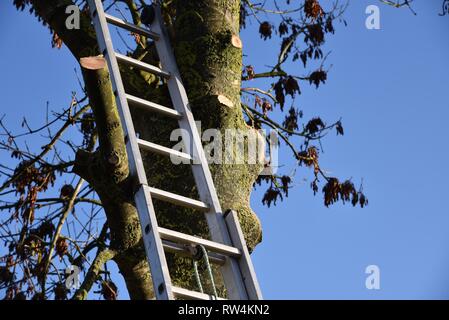 Tree felling: an extendable ladder is used to gain access to branches to allow them to be trimmed before the main tree trunk is felled Stock Photo