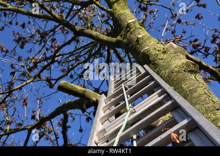 Tree felling: an extendable ladder is used to gain access to branches to allow them to be trimmed before the main tree trunk is felled Stock Photo