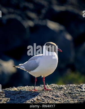 Black-headed Gull, Iceland Stock Photo