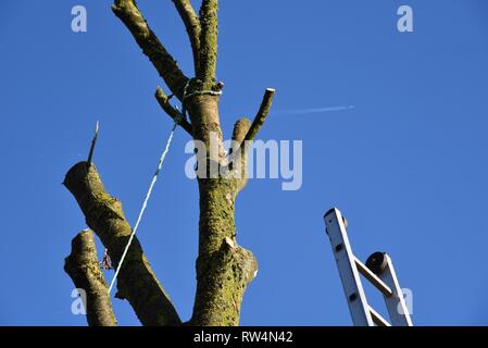 Tree felling: an extendable ladder is used to gain access to branches to allow them to be trimmed before the main tree trunk is felled Stock Photo