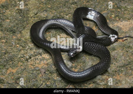 White-banded wolf snake , Lycodon subcinctus Stock Photo