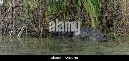 American Alligator (Alligator mississippiensis) basking Panorama head on Stock Photo