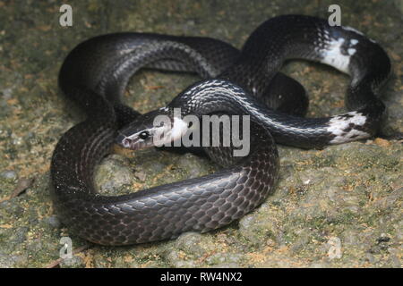 White-banded wolf snake , Lycodon subcinctus Stock Photo