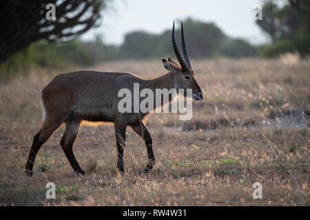 Defassa waterbuck, Kobus ellipsiprymnus defassa, Queen Elizabeth NP, Uganda Stock Photo