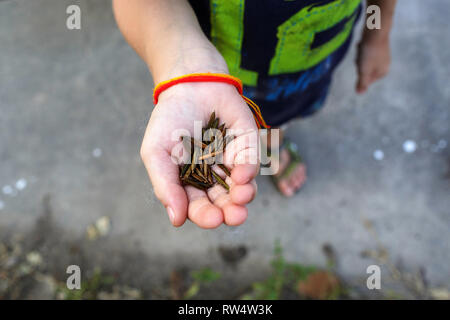 Western boy holding and showing seeds, BAttambang, Cambodia Stock Photo