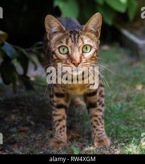 A pedigree Bengal cat with big green eyes and stripy fur looking directly at the camera whilst standing outdoors in undergrowth Stock Photo