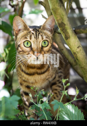 A stripy Bengal pet cat outdoors in undergrowth with beautiful green eyes whilst stalking its prey Stock Photo