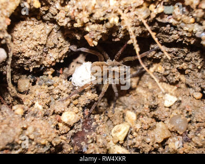 Female spider with a cocoon. Care of the offspring of spiders. Stock Photo