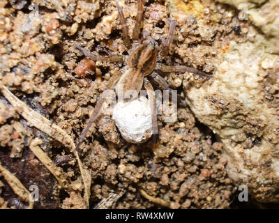 Female spider with a cocoon. Care of the offspring of spiders. Stock Photo