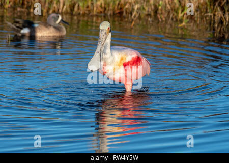 Curious Bird, Roseate Spoonbill, feeding in fresh water pools and taking time out.  The still blue water is being disturbed by the bird's movements Stock Photo