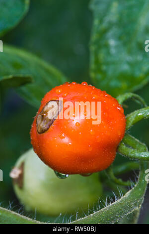 Blossom end rot on ripening tomatoes Stock Photo